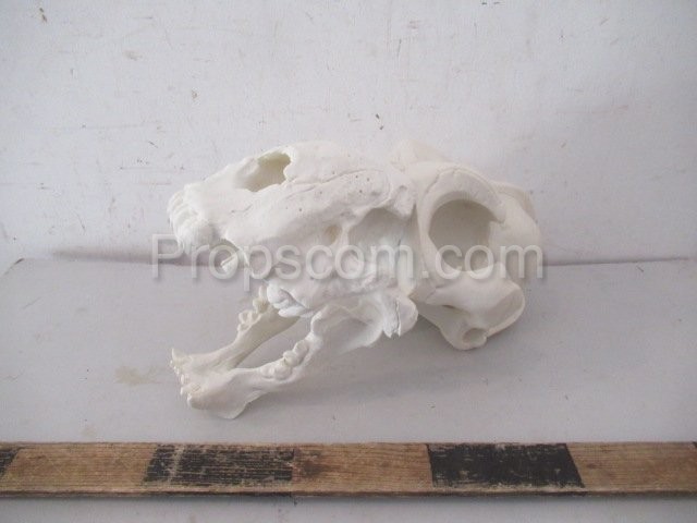 Animal skull