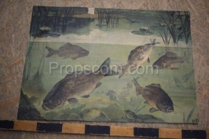 School poster - Carps