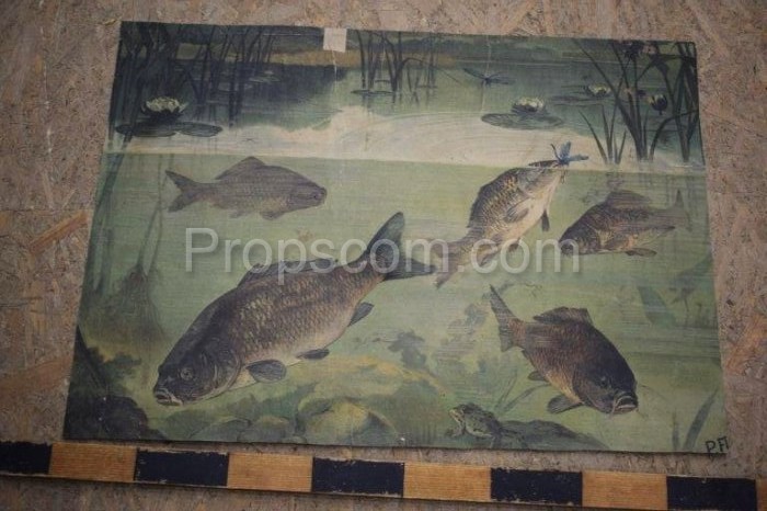 School poster - Carps