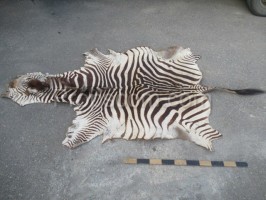 Zebrahaut