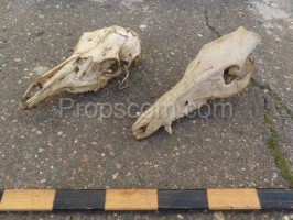 Animal skulls