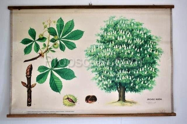 School poster - Chestnut