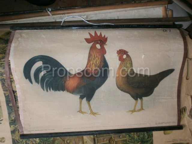 School poster - Domestic chicken