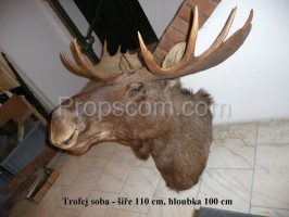 Reindeer - hunting trophy