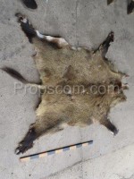 Boar skin