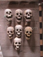 Human skulls various - props