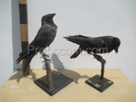 Crows