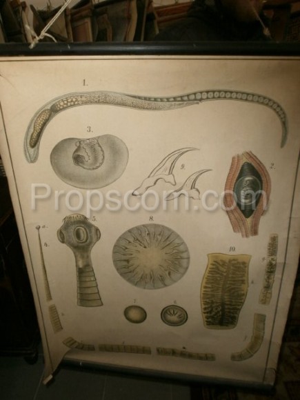 School poster - Tapeworm