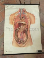 Human body abdominal cavity - blind