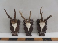 Roe deer - hunting trophy