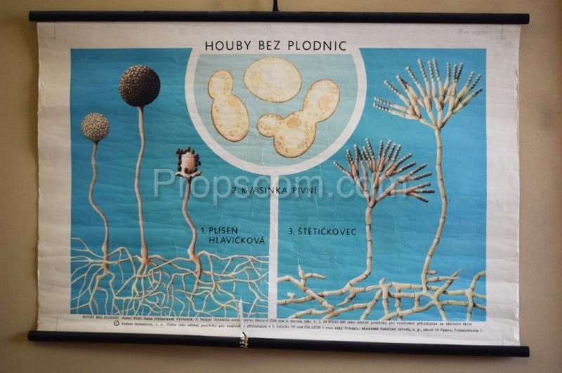 School poster - Mushrooms without fruits