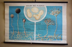School poster - Mushrooms without fruits