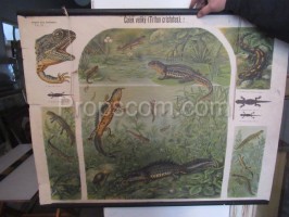 School poster - great newt