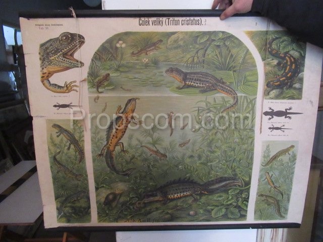 School poster - great newt