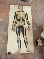 Human body skeleton - blind