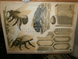 Školní plakát –Včela medonosná