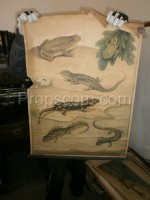 School poster - Amphibians