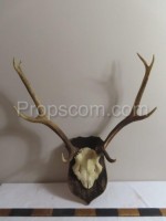 Deer - hunting trophy