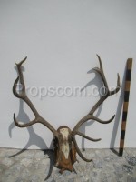 Deer - antlers